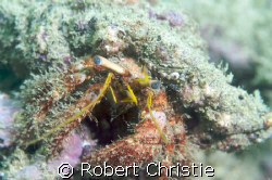 Despite its well camouflaged shell, the eyes of this herm... by Robert Christie 